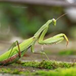 Kode Alam Belalang: Makna, Tafsir, dan Arti dalam Primbon serta Mimpi