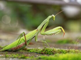 Kode Alam Belalang: Makna, Tafsir, dan Arti dalam Primbon serta Mimpi
