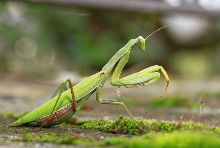 Kode Alam Belalang: Makna, Tafsir, dan Arti dalam Primbon serta Mimpi