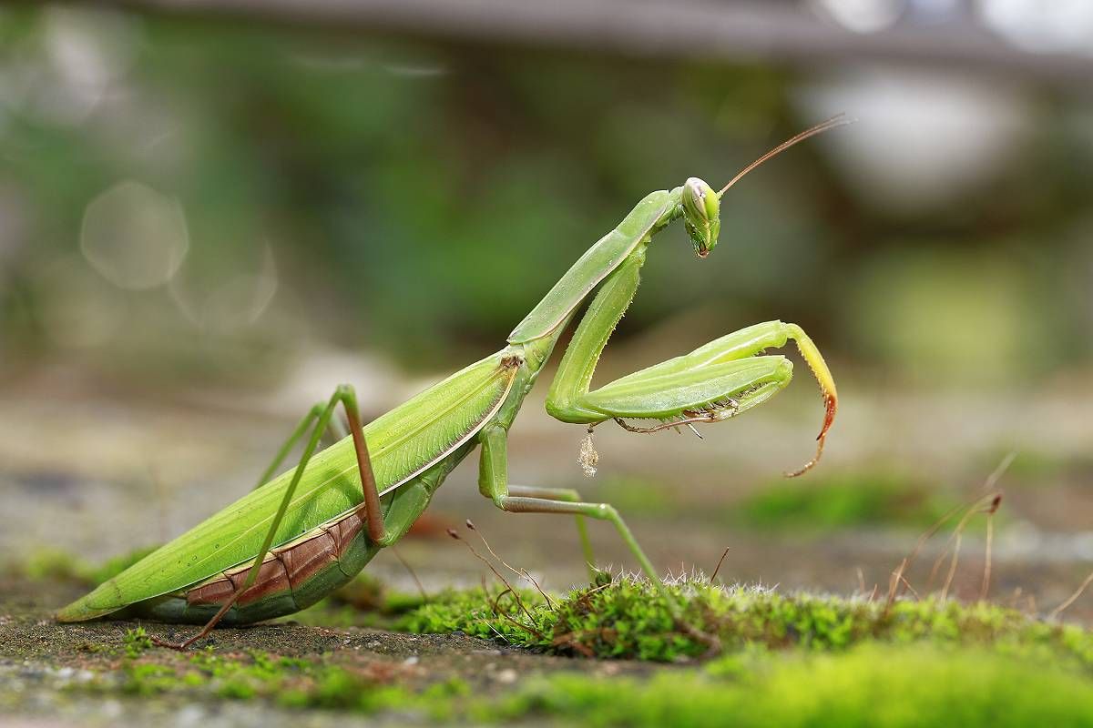 Kode Alam Belalang: Makna, Tafsir, dan Arti dalam Primbon serta Mimpi
